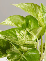 Marble Pothos